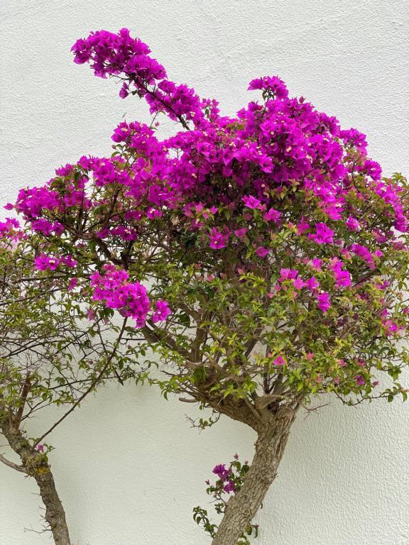 Fewo Cesar Manrique - Albufeira, Portugal Ngoại thất bức ảnh